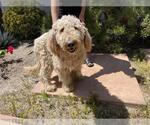 Small Poodle (Standard)