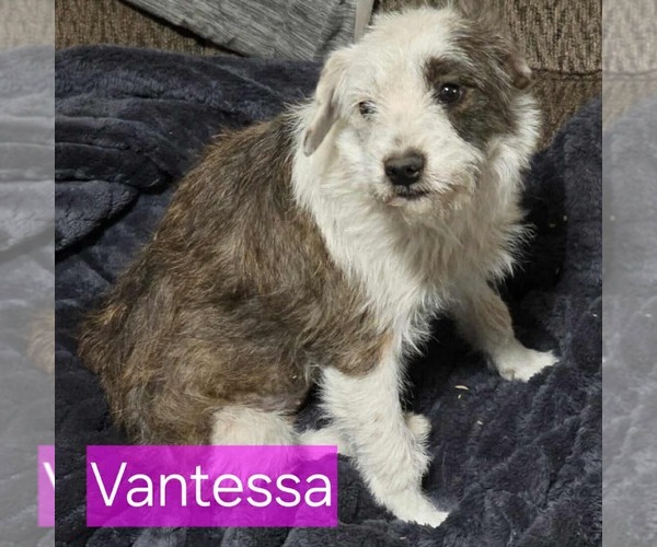 Medium Photo #2 Mutt Puppy For Sale in Minneapolis, MN, USA