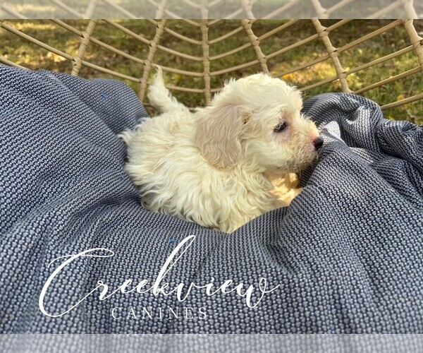 Medium Photo #4 Havachon Puppy For Sale in NIANGUA, MO, USA