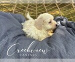 Small #3 Havachon