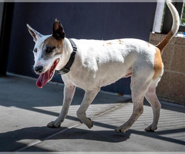 Medium Photo #2 Bull Terrier-Unknown Mix Puppy For Sale in Denver, CO, USA