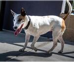 Small #1 Bull Terrier Mix