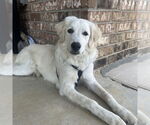 Small #12 Great Pyrenees