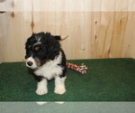 Small Photo #3 Miniature Bernedoodle Puppy For Sale in HORN CREEK, CO, USA