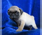 Small Photo #1 Pug Puppy For Sale in NORWOOD, MO, USA
