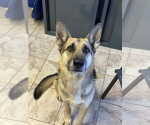 Fletcher - Male German Shepherd Dog Dog for Adoption - Photo #2