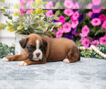 Puppy Scout Boxer