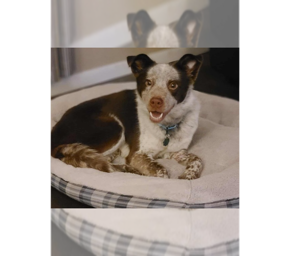 Medium Photo #1 Australian Shepherd-Unknown Mix Puppy For Sale in Springdale, PA, USA