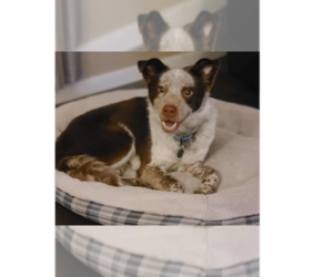 Australian Shepherd-Unknown Mix Dogs for adoption in Springdale, PA, USA