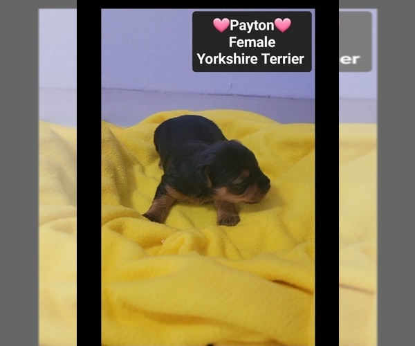 Medium Photo #3 Yorkshire Terrier Puppy For Sale in TUCSON, AZ, USA