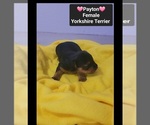 Small #2 Yorkshire Terrier