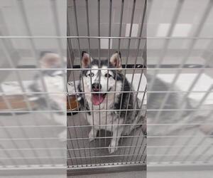 Siberian Husky-Unknown Mix Dogs for adoption in Las Vegas, NV, USA