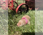 Image preview for Ad Listing. Nickname: AKC Golden Retr