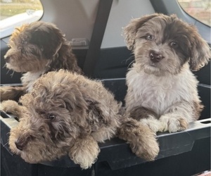 F2 Aussiedoodle Litter for sale in LEXINGTON, NC, USA