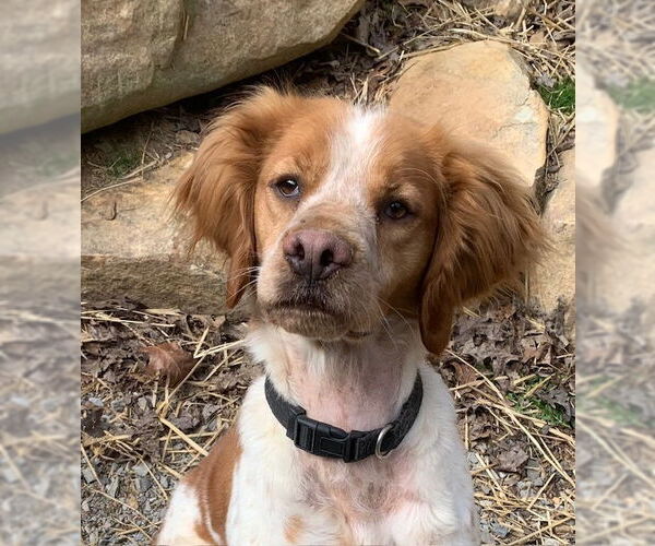 Medium Photo #1 Brittany Puppy For Sale in Curwensville, PA, USA