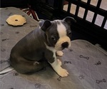 Puppy Chloe Boston Terrier