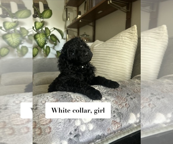 Medium Photo #1 Poodle (Standard) Puppy For Sale in NEW ULM, MN, USA