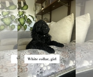 Poodle (Standard) Puppy for sale in NEW ULM, MN, USA