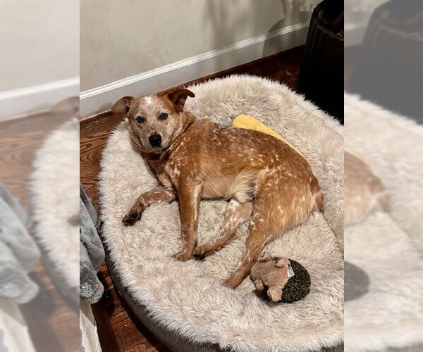 Medium Photo #2 Mutt Puppy For Sale in Garden City, NY, USA