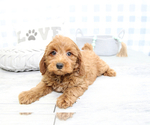 Small Photo #5 Goldendoodle (Miniature) Puppy For Sale in MARIETTA, GA, USA