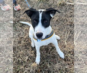 Border Point Dogs for adoption in Belleuve, NE, USA