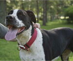 Small Great Dane Mix