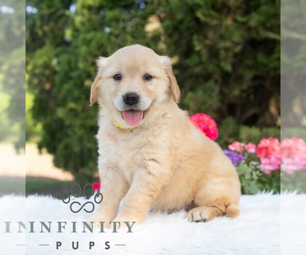 Medium Photo #1 Golden Retriever Puppy For Sale in NEWPORT, PA, USA