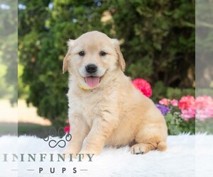 Golden Retriever Puppy for sale in NEWPORT, PA, USA