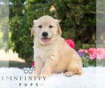 Small Golden Retriever