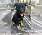 Puppy Orange Collar German Shepherd Dog
