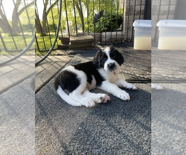 Medium Photo #1 Saint Berdoodle Puppy For Sale in ELK RIVER, MN, USA