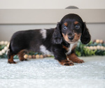 Small #1 Dachshund