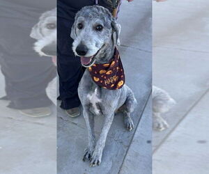 Poodle (Standard)-Unknown Mix Dogs for adoption in Grafton, WI, USA