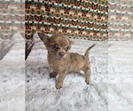 Small #6 Chihuahua