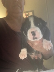 Boxer Puppy for sale in GEORGETOWN, SC, USA
