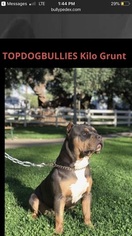 Father of the American Bully puppies born on 01/13/2019