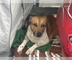 Mutt Dogs for adoption in Ocala, FL, USA