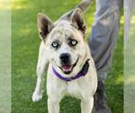 Small #1 American Pit Bull Terrier-Siberian Husky Mix