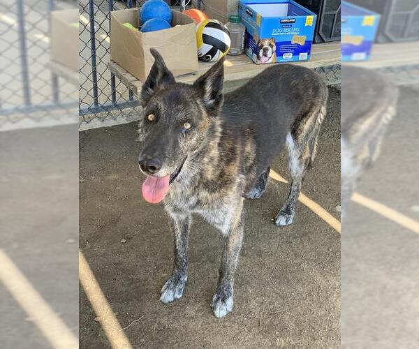 Medium Photo #2 German Shepherd Dog-Unknown Mix Puppy For Sale in Riverside, CA, USA