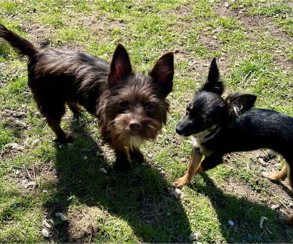Medium Photo #5 Chihuahua-Unknown Mix Puppy For Sale in Staten Island, NY, USA