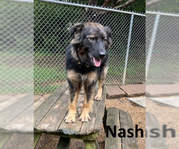 Medium Photo #4 Australian Shepherd-Unknown Mix Puppy For Sale in Mountain View, AR, USA