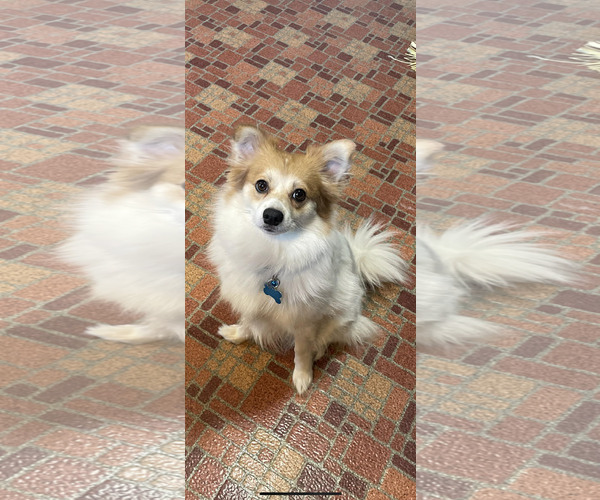 Medium Photo #5 American Eskimo Dog-Unknown Mix Puppy For Sale in Plainfield, IL, USA