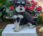 Puppy Mila Schnauzer (Miniature)