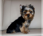 Small #3 Yorkshire Terrier