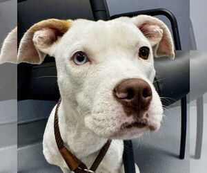 Mutt Dogs for adoption in Hilton Head, SC, USA