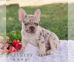 Small #4 French Bulldog