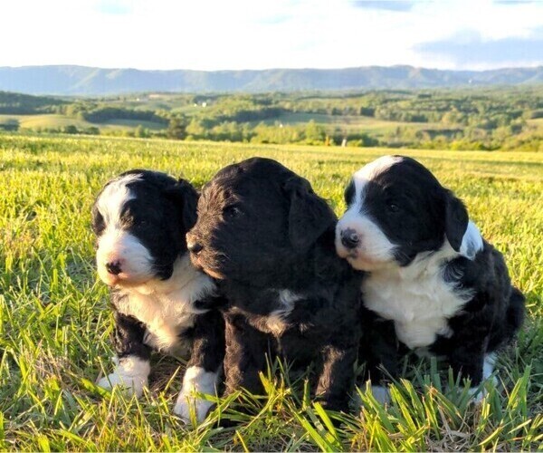 Medium Photo #1 Bernedoodle Puppy For Sale in MOUNT AIRY, NC, USA
