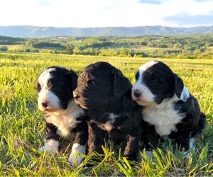 Bernedoodle Litter for sale in MOUNT AIRY, NC, USA