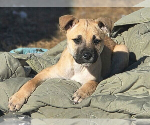 Medium Photo #1 Black Mouth Cur-Labrador Retriever Mix Puppy For Sale in Brewster, NY, USA