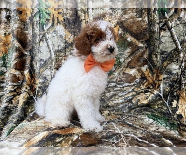 Medium Photo #5 Poodle (Miniature) Puppy For Sale in LAKELAND, FL, USA